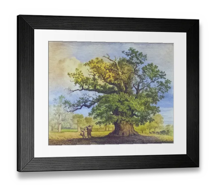 Framed Print : Famous old trees, The great oak in Fredville, England, Historical, digitally restored reproduction from a 19th century original, coloured, Record date not stated Framed Print : Famous old trees, The great oak in Fredville, England, Historical, digitally restored reproduction from a 19th century original, coloured, Record date not stated