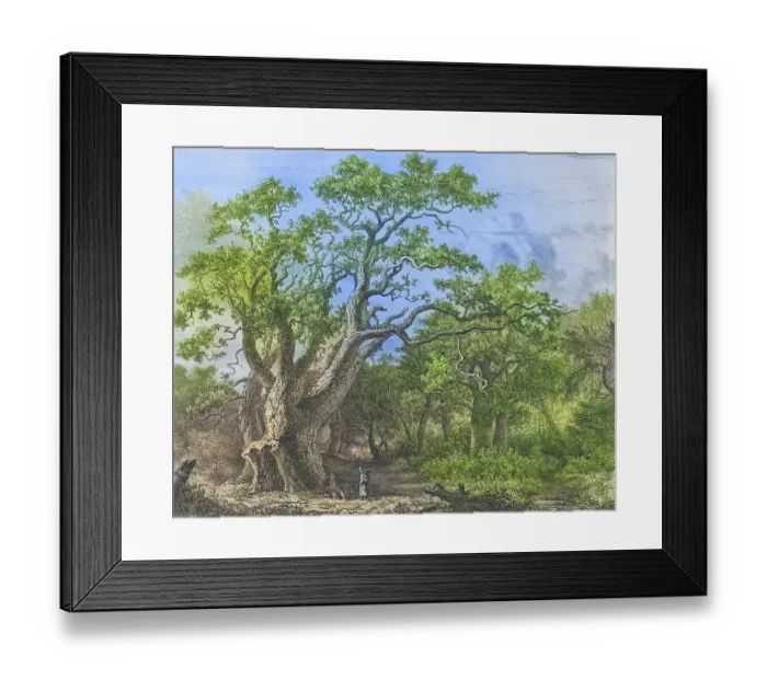 Framed Print : Famous old trees, The Royal Oak in Savernake Forest, England, Historical, digitally restored reproduction from a 19th century original, coloured, Record date not stated