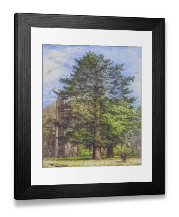 Framed Print : Famous old trees, The Larches of Dunkeld, England, Historical, digitally restored reproduction from a 19th century original, coloured, Record date not stated
