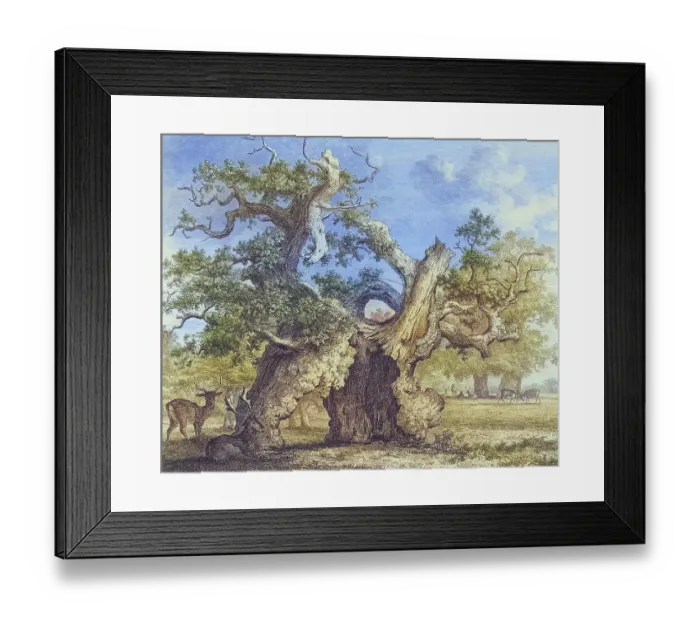 Framed Print : Famous old trees, The Oak of Salcey Forest, England, Historical, digitally restored reproduction from a 19th century original, coloured, Record date not stated Framed Print : Famous old trees, The Oak of Salcey Forest, England, Historical, digitally restored reproduction from a 19th century original, coloured, Record date not stated
