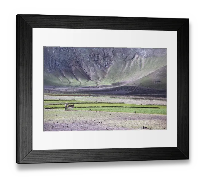 Framed Print : Man ploughing land with a donkey Subsistence farming, Lanzarote, Canary Islands, Spain 1979