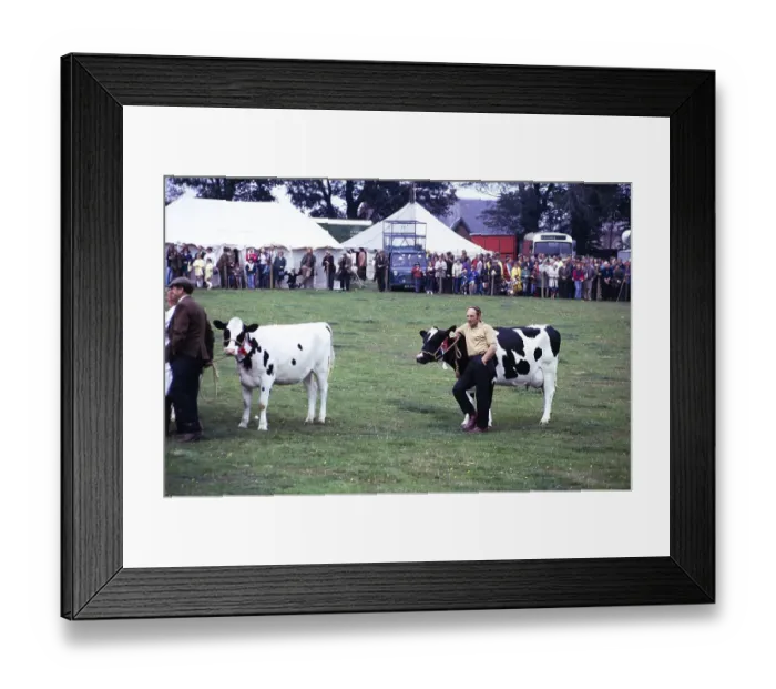 Framed Print : Rural agricultural show, presumably in Biggar, Scotland, United Kingdom, 1974 a man stands his cow with the winning rosette, Europe Framed Print : Rural agricultural show, presumably in Biggar, Scotland, United Kingdom, 1974 a man stands his cow with the winning rosette, Europe