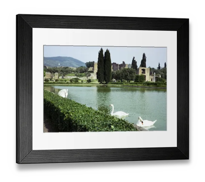 Framed Print : Swans on lake at Hadrian's Villa, Tivoli, Rome, Italy 1974