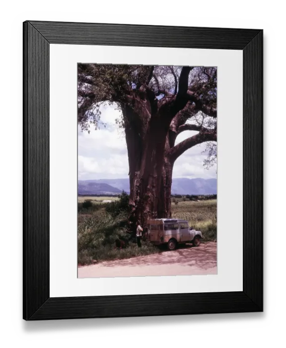 Framed Print : Landrover type overland vehicle by large baobab tree South Africa 1964 Framed Print : Landrover type overland vehicle by large baobab tree South Africa 1964