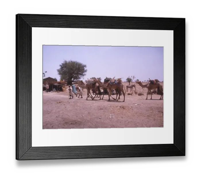 Framed Print : Life in the Sahel region of northern Nigeria, west Africa, early 1980s - camels being led into a village Framed Print : Life in the Sahel region of northern Nigeria, west Africa, early 1980s - camels being led into a village