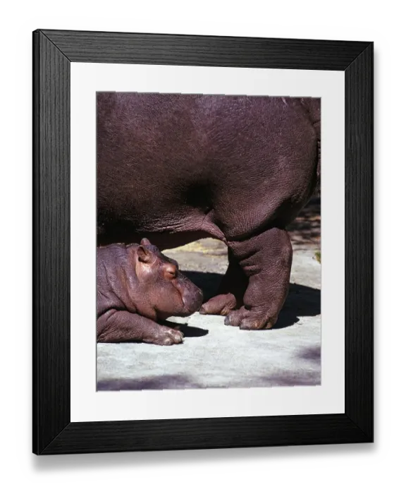 Framed Print : Flusspferd Hippopotamus amphibius Baby neben der Mutter im Zoo, unbekannter Ort 1970er Jahre