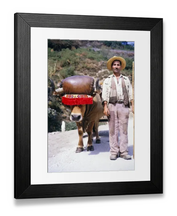 Framed Print : Eine Serie von Bildern ueber die Portweinherstellung in Portugal um 1960 - Portraet eines Mannes neben einem traditionellen Ochsenkarren
