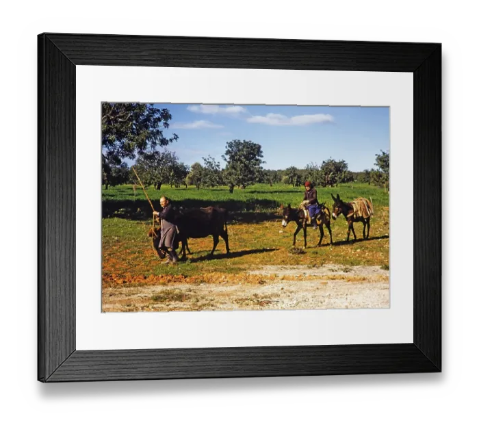 Framed Print : Ein Bauer fuehrt eine Kuh und ein Kalb mit einer Frau, die auf einem Esel reitet, ueber das Ackerland, traditionelle Lebensweise im laendlichen Zypern 1963