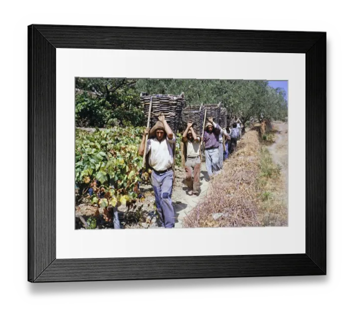 Framed Print : Eine Serie von Bildern ueber die Portweinproduktion in Portugal um 1960 - Maenner tragen Koerbe mit geernteten Trauben Framed Print : Eine Serie von Bildern ueber die Portweinproduktion in Portugal um 1960 - Maenner tragen Koerbe mit geernteten Trauben