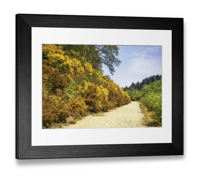 Framed Print : Gelbe Bluete des Gemeinen Stechginsters Ulex europaeus am Wanderweg, Harpford Woods, Sidmouth, Devon, England, UKMai 1973 Framed Print : Gelbe Bluete des Gemeinen Stechginsters Ulex europaeus am Wanderweg, Harpford Woods, Sidmouth, Devon, England, UKMai 1973