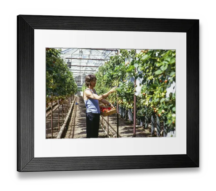Framed Print : Intensiver Obstanbau von Erdbeeren im Gewaechshaus, Guernsey, Kanalinsel, Grossbritannien, Juni 1974, Europe Framed Print : Intensiver Obstanbau von Erdbeeren im Gewaechshaus, Guernsey, Kanalinsel, Grossbritannien, Juni 1974, Europe