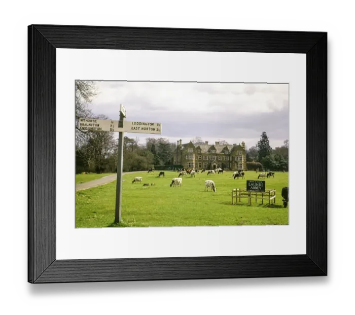 Framed Print : Weidende Rinder in Launde Abbey, Leicestershire, England, UK, August 1972