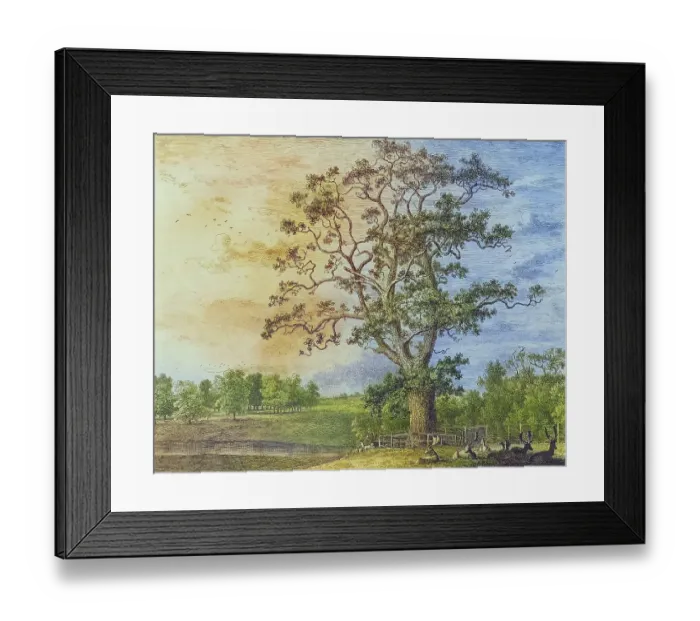 Framed Print : Famous old trees, The Beggar's Oak was a large tree that stood on the Bagot Estate near Abbots Bromley and was a meeting place for walkers. It was thought to be around 1000 years old when it had to be removed in the 1940s