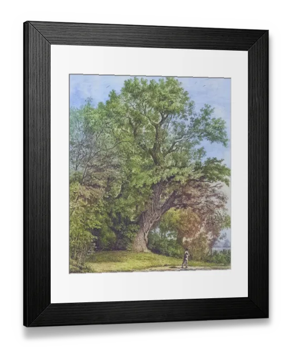 Framed Print : Famous old trees, The Chipstead Elm, North East Surrey, England, Historic, digitally restored reproduction from a 19th century original, coloured, Record date not stated