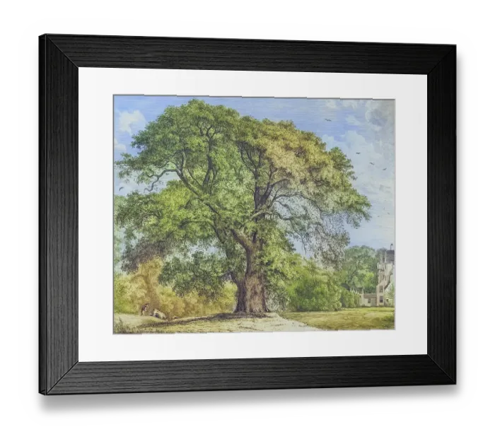 Framed Print : Famous Old Trees, The Great Ash Tree at Carnock, England, Historical, digitally restored reproduction from a 19th century original, coloured, Record date not stated