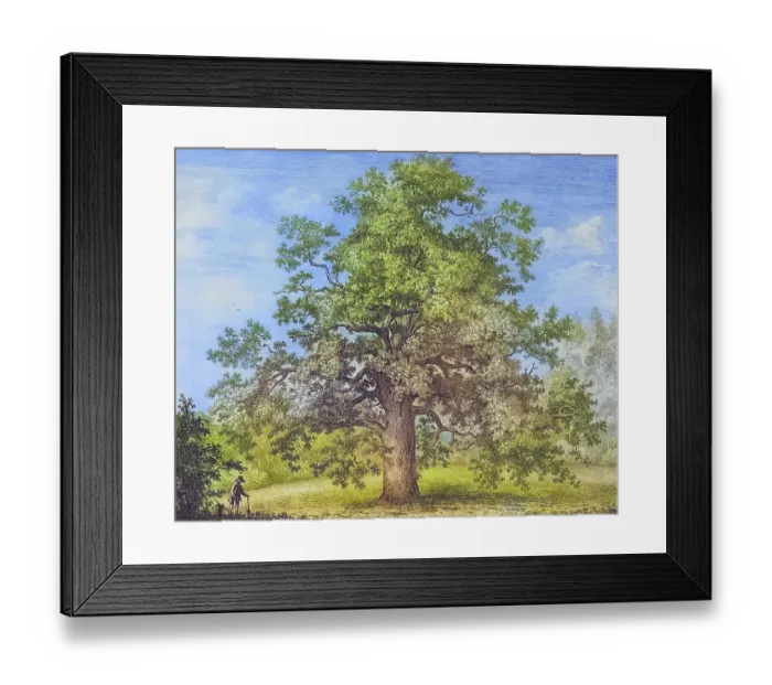 Framed Print : Famous old trees, Panshanger Oak is England's largest single-stemmed oak. The tree is estimated to be around 500 years old and may have been planted by Queen Elizabeth I Framed Print : Famous old trees, Panshanger Oak is England's largest single-stemmed oak. The tree is estimated to be around 500 years old and may have been planted by Queen Elizabeth I