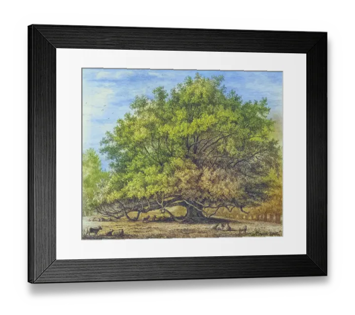 Framed Print : Famous trees, ancient lime tree, The Moor Park Lime Tree, south-east of Rickmansworth in Hertfordshire, England, Historic, digitally restored reproduction from a 19th century original, coloured, Record date not stated