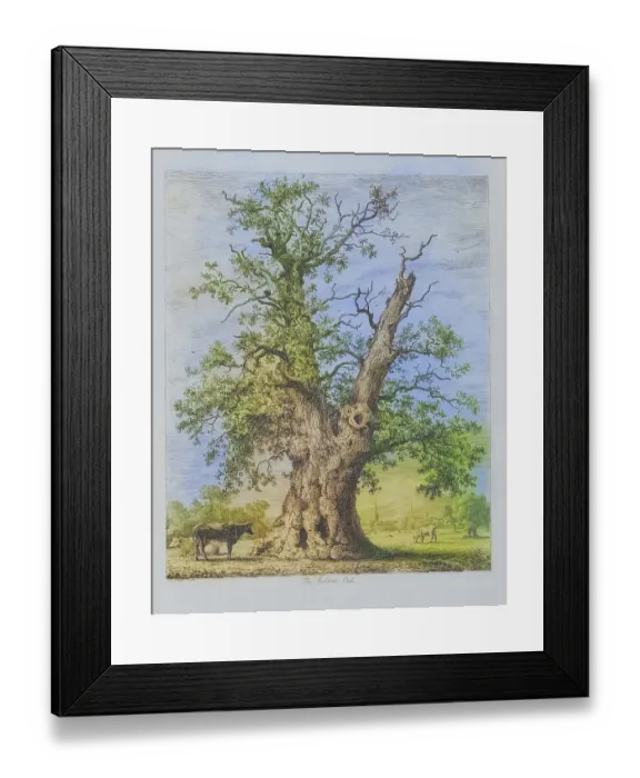 Framed Print : Famous old trees, The Shelton Oak, also known as Owen Glendwr's Observatory or Glendower Oak, was a very old oak tree near Shrewsbury, England. It may be the grette Oak at Shelton, mentioned in a document from the time of Henry III (1216-1272)