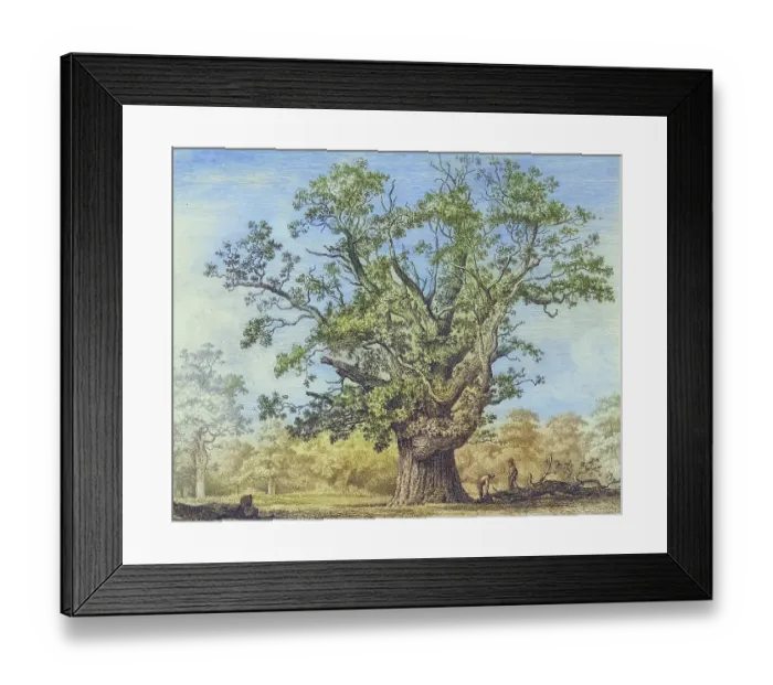 Framed Print : Famous old trees, The Swilcar Lawn Oak, This ancient oak tree, one of many that once stood in Needwood Forest, stood near Swilcar Lawn Farm near Marchington Framed Print : Famous old trees, The Swilcar Lawn Oak, This ancient oak tree, one of many that once stood in Needwood Forest, stood near Swilcar Lawn Farm near Marchington
