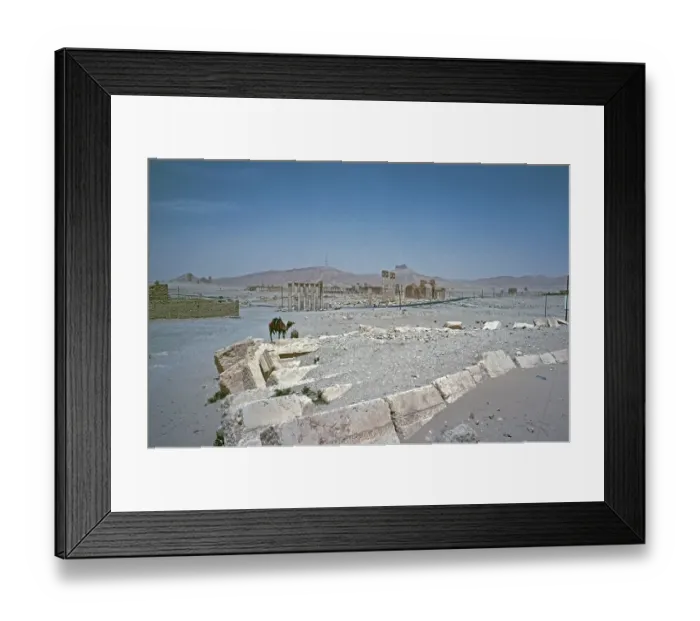 Framed Print : Road from Hadrian's Gate to the Temple of Bel, Colonnade, Palmyra, Syria, May 1987, vintage, retro, old, historical, Asia Framed Print : Road from Hadrian's Gate to the Temple of Bel, Colonnade, Palmyra, Syria, May 1987, vintage, retro, old, historical, Asia
