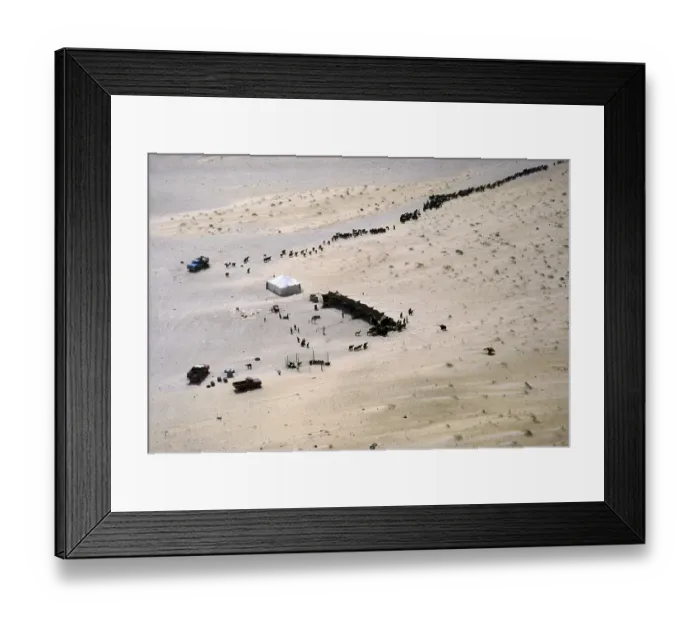 Framed Print : Nomadic cattle breeding with a shade tent for camels, sheep and goats in the desert, Saudi Arabia 1979