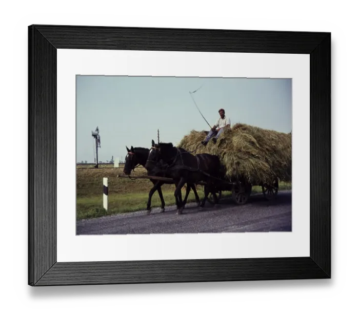 Framed Print : Man with whip on horse and cart transporting hay in rural surroundings, Romania, Eastern Europe 1967, Europe Framed Print : Man with whip on horse and cart transporting hay in rural surroundings, Romania, Eastern Europe 1967, Europe