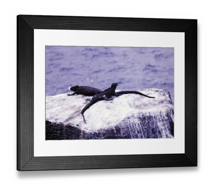 Framed Print : Marine iguanas, Amblyrhynchus Scalloped ribbonfish, Espanola or Hood Island, Galapagos Islands, Ecuador, South America 1974, South America Framed Print : Marine iguanas, Amblyrhynchus Scalloped ribbonfish, Espanola or Hood Island, Galapagos Islands, Ecuador, South America 1974, South America