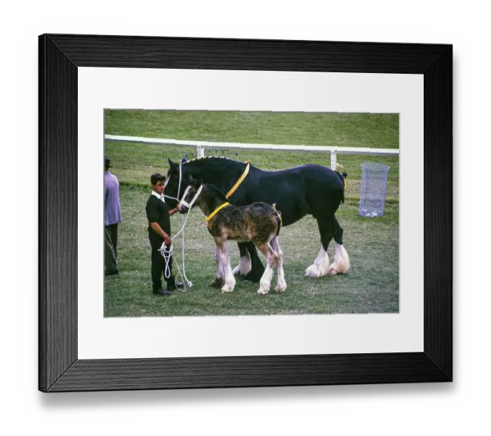 Framed Print : Royal Agricultural Society of England show, The Royal Show, Stoneleigh, Warwickshire, England, UK 1967 Shire Horse mare and foal
