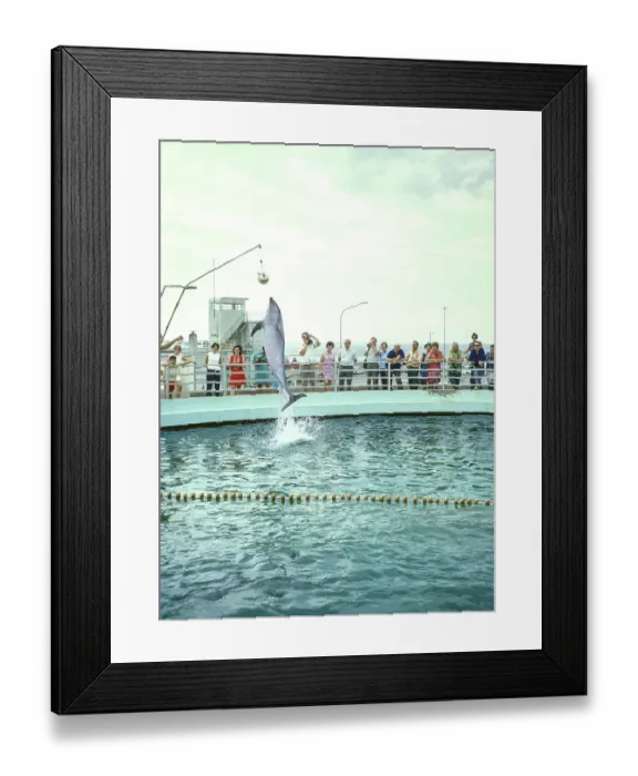 Framed Print : Dolphin show at the dolphinarium at the marina, Rimini, Adriatic coast, Emilia Romagna region, Italy 1969 Framed Print : Dolphin show at the dolphinarium at the marina, Rimini, Adriatic coast, Emilia Romagna region, Italy 1969