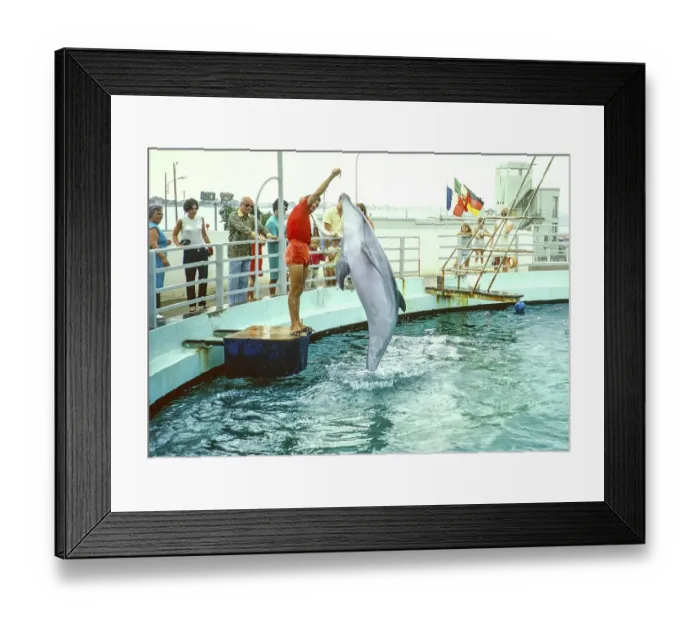 Framed Print : Dolphin show at the dolphinarium at the marina, Rimini, Adriatic coast, Emilia Romagna region, Italy 1969
