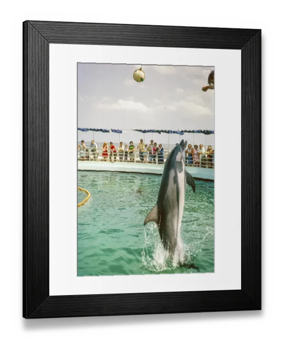 Framed Print : Dolphin show at the dolphinarium at the marina, Rimini, Adriatic coast, Emilia Romagna region, Italy 1969