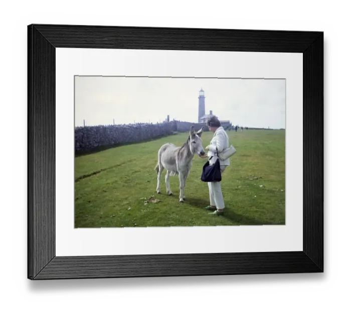Framed Print : Woman feeding donkey, Lundy Island, Bristol Channel, North Devon, England, UK September 1968 Framed Print : Woman feeding donkey, Lundy Island, Bristol Channel, North Devon, England, UK September 1968