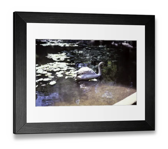 Framed Print : Keston Ponds lake, Bromley, Kent, England, UK September 1959