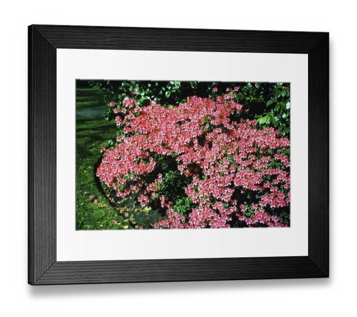 Framed Print : Pink flowering saxifrage, Royal Botanic Gardens Victoria, Melbourne, Victoria, Australia, 1956, Oceania