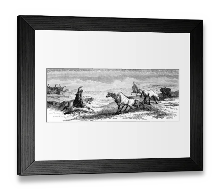 Framed Print : Two riders driving wild Icelandic horses or Icelandic ponies together at a gallop, Icelandic grass landscape, European Arctic Ocean, geography, Iceland, historical illustration 1888, Europe Framed Print : Two riders driving wild Icelandic horses or Icelandic ponies together at a gallop, Icelandic grass landscape, European Arctic Ocean, geography, Iceland, historical illustration 1888, Europe