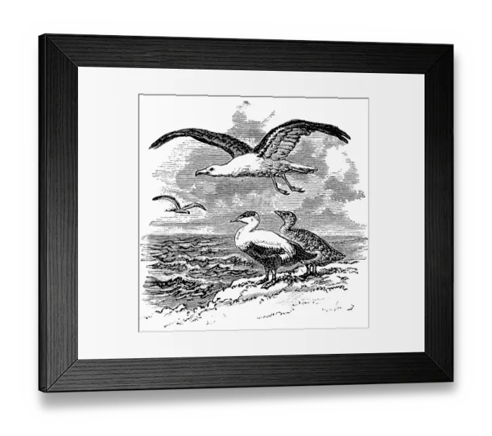 Framed Print : Bird species indigenous to the Norwegian coast, the black-headed gull (Larus marinus) and the eider goose or eider duck (Somateria mollissima), biology, Norway, historical illustration 1888, Europe Framed Print : Bird species indigenous to the Norwegian coast, the black-headed gull (Larus marinus) and the eider goose or eider duck (Somateria mollissima), biology, Norway, historical illustration 1888, Europe