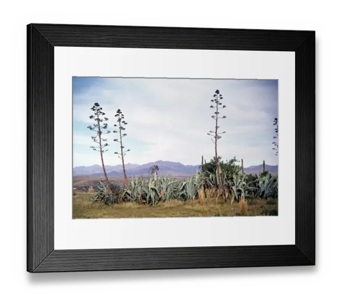 Framed Print : Giant aloe plants Basotho mountain fortress of King Moshoeshoe in Thaba Bosiu, South Africa 1979 Framed Print : Giant aloe plants Basotho mountain fortress of King Moshoeshoe in Thaba Bosiu, South Africa 1979