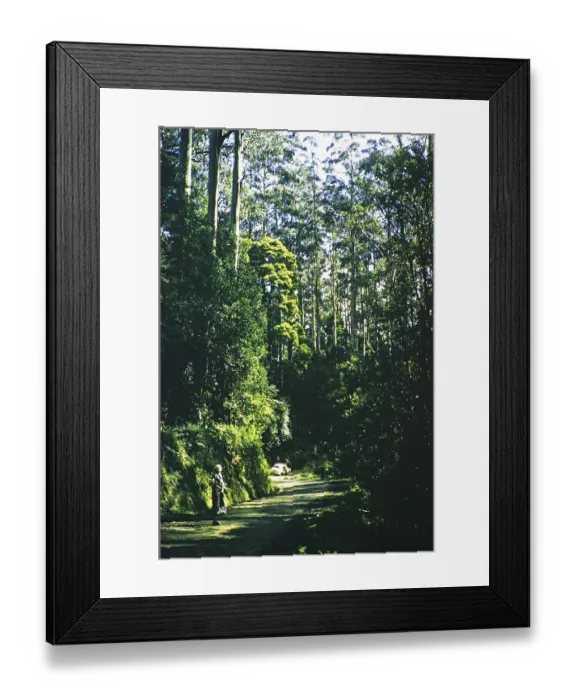 Framed Print : Holden 48 215 on tour through rural Victoria, Australia, 1956, on a forest road with tall trees, thought to be the Grampians National Park, Oceania Framed Print : Holden 48 215 on tour through rural Victoria, Australia, 1956, on a forest road with tall trees, thought to be the Grampians National Park, Oceania