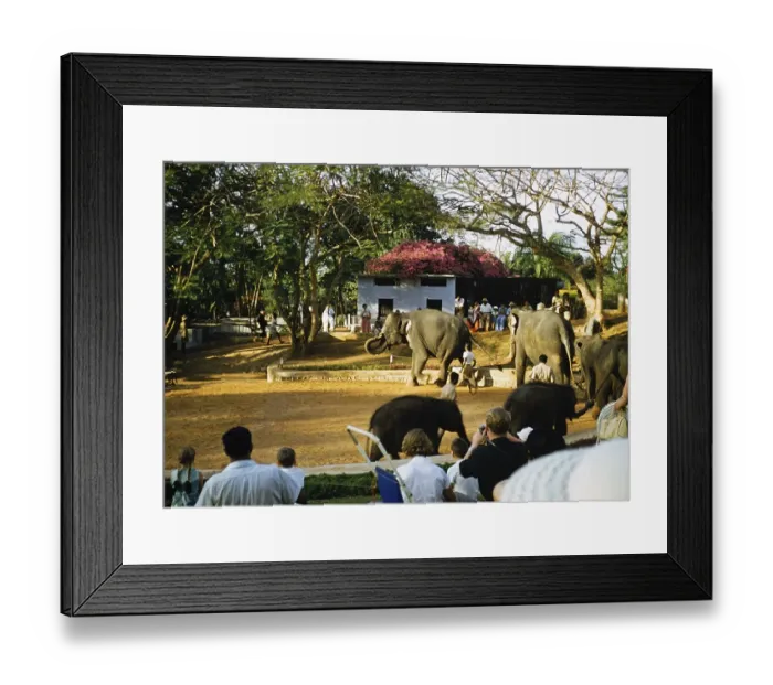 Framed Print : Spectators at an elephant show, Sri Lanka, Asia 1956, Asia Framed Print : Spectators at an elephant show, Sri Lanka, Asia 1956, Asia