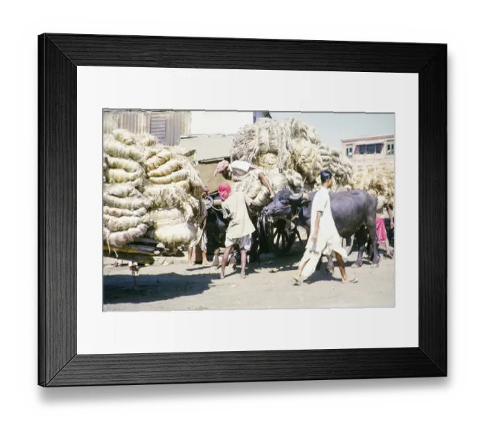 Framed Print : Water buffalo transporting jute carts, Calcutta, India, Asia 1962, Asia Framed Print : Water buffalo transporting jute carts, Calcutta, India, Asia 1962, Asia