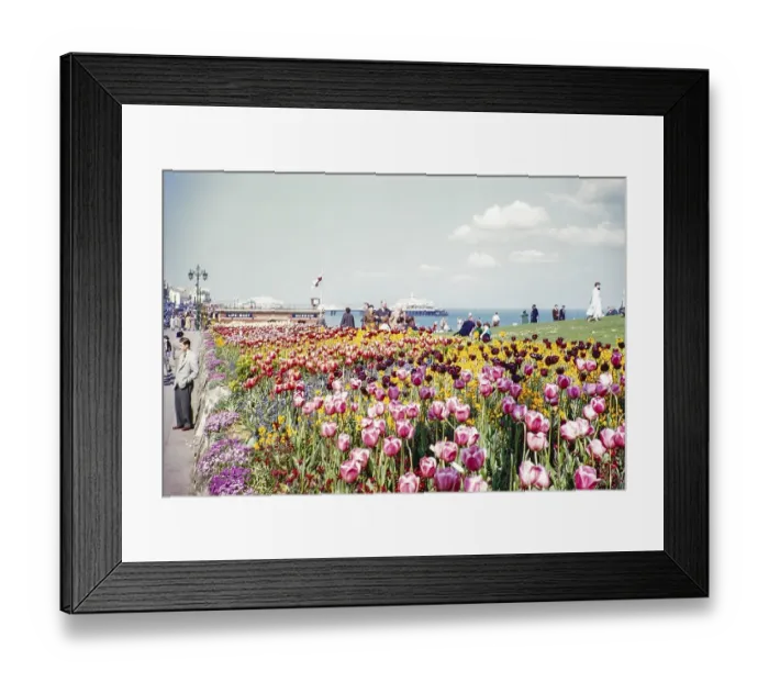Framed Print : Blooming tulips in the garden on the seafront, Eastbourne, East Sussex, England, UK 1956 View of the pier Framed Print : Blooming tulips in the garden on the seafront, Eastbourne, East Sussex, England, UK 1956 View of the pier