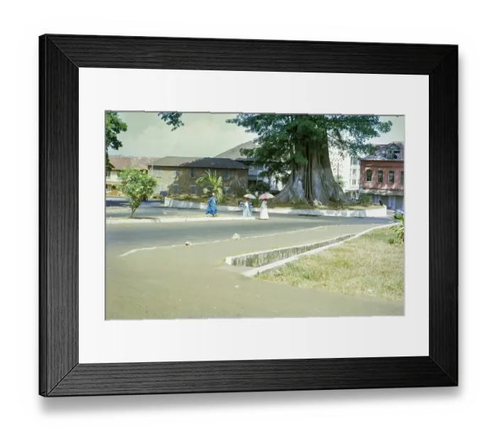 Framed Print : Cotton Tree roundabout, famous kapok tree, Ceiba Pentandra, city centre of Freetown, Sierra Leone, West Africa 1963, Africa Framed Print : Cotton Tree roundabout, famous kapok tree, Ceiba Pentandra, city centre of Freetown, Sierra Leone, West Africa 1963, Africa