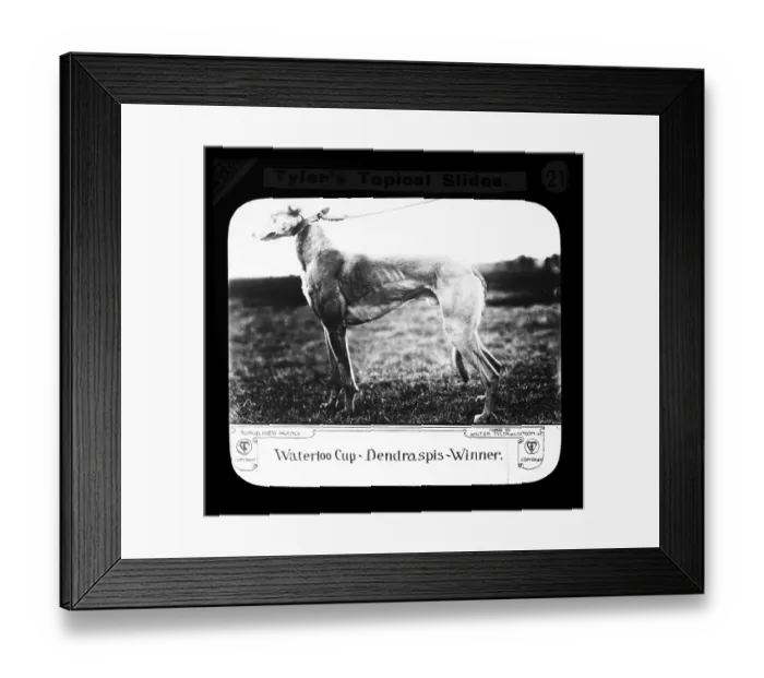 Framed Print : Waterloo Cup Dendraspis Winner. Walter Tyler Ltd Laterna Magica 1909 Hare Hunt