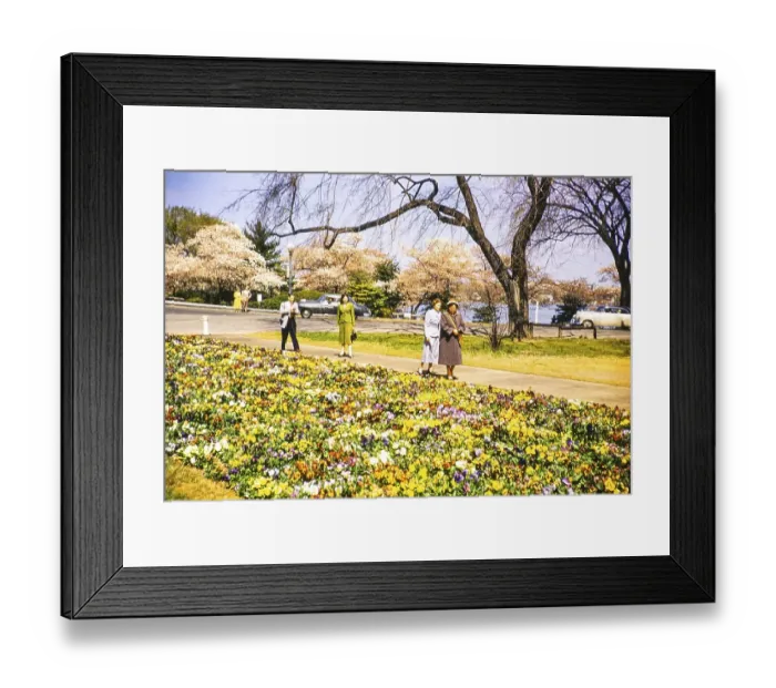 Framed Print : People walking through beds of spring flowers near the Thomas Jefferson Memorial, Washington DC, USA around 1953