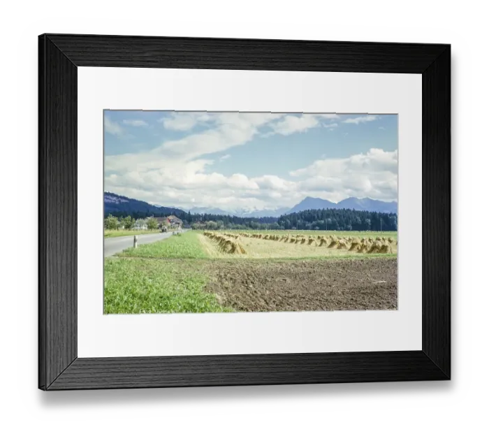Framed Print : Rural landscape with hay drying, view of the Bernese Alps, Oppligen, Canton of Bern, Switzerland, Europe, 1963, Europe