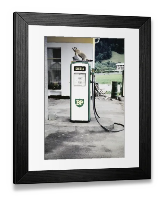 Framed Print : Stuffed marmot at a BP diesel petrol pump at a petrol station, Landeck, Tyrol, Austria, Europe 1960, Europe