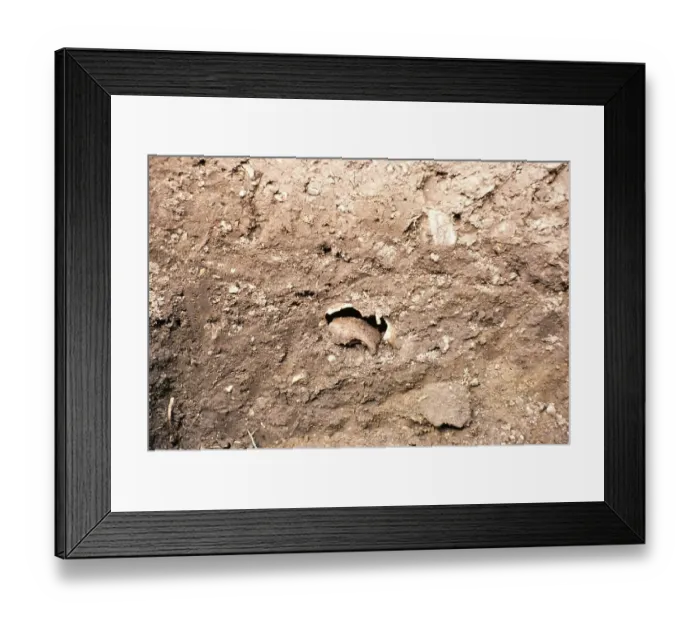 Framed Print : Skull, archaeological excavation of the University of Cambridge at a Roman site, Cambridge, Cambridgeshire, England, UK 1978 Framed Print : Skull, archaeological excavation of the University of Cambridge at a Roman site, Cambridge, Cambridgeshire, England, UK 1978