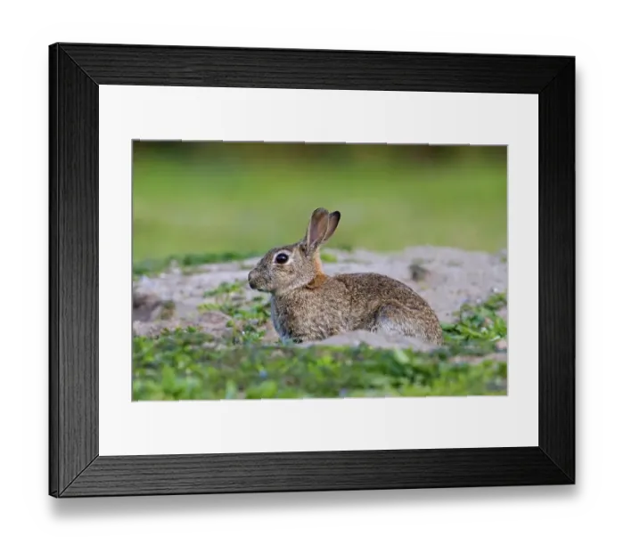 Framed Print : European rabbit, common rabbit (Oryctolagus cuniculus) sitting near entrance to warren in grassland in spring