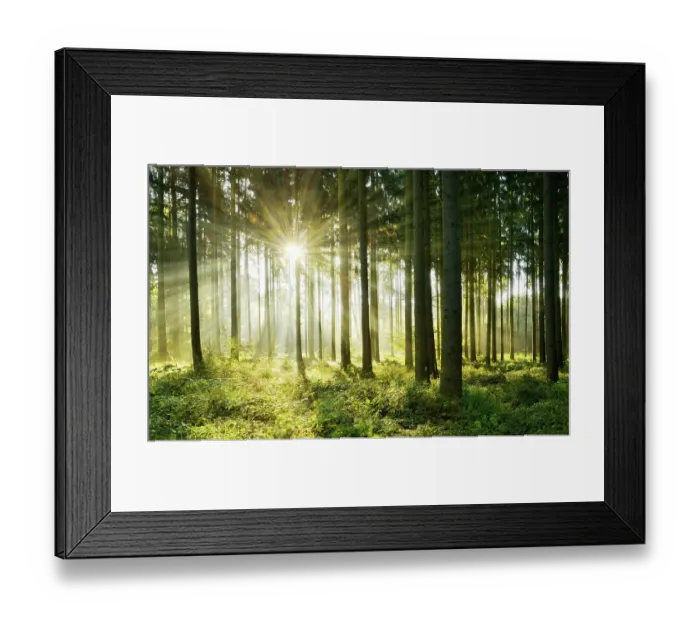Framed Print : Light-flooded spruce forest, Sun shines through fog, Flechtinger Höhenzug, Magdeburger Börde, Saxony-Anhalt, Germany, Europe