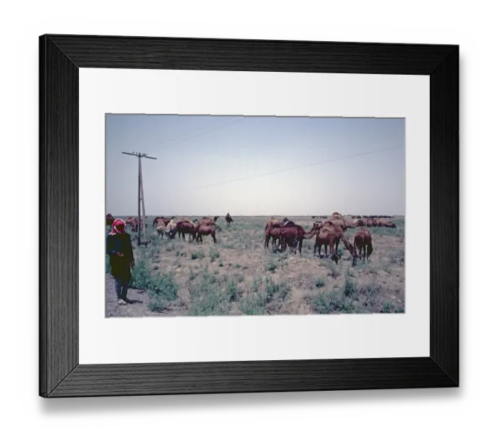 Framed Print : Camel herd, Euphrates Valley, Syria, May 1987, vintage, retro, old, historical, Asia
